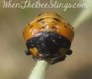 Ladybug Pupa 2