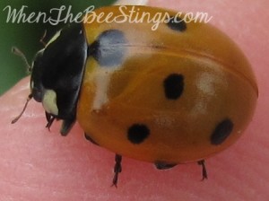 Ladybug Turning Red