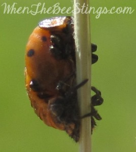 Ladybug Pupa 3