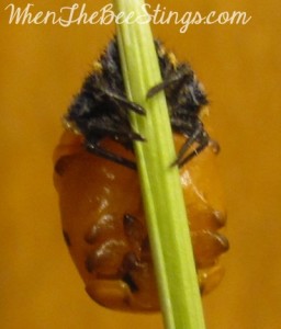 Ladybug Pupa 1