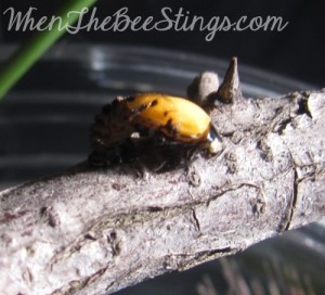 Ladybug Metamorphosis 3