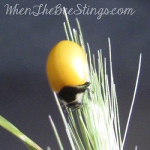 Ladybug Newly Emerged