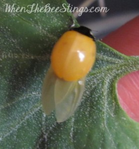 Ladybug Drying Wings