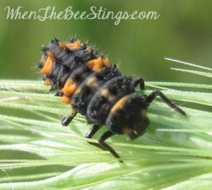 ladybug larva